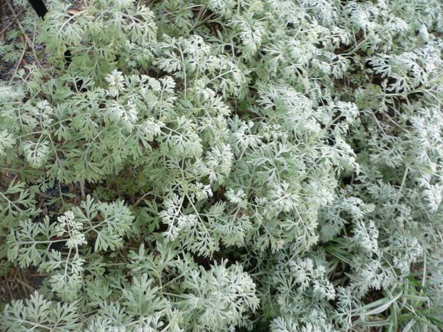 تصویر افسنطین Artemisia absinthium 2